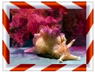 historia_sinapsis_neuronal/molusco_aplysia_californica historia_sinapsis_neuronal/molusco_aplysia_californica