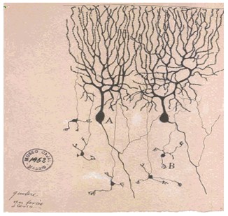 historia_sinapsis_neuronal/neuronas_material_argirofilo