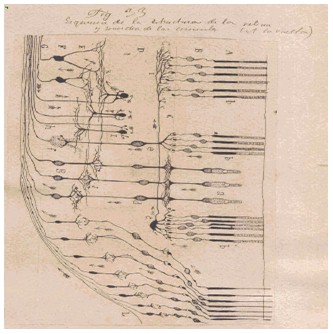 historia_sinapsis_neuronal/neuronas_material_argirofilo3