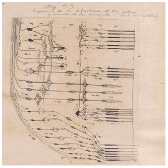 historia_sinapsis_neuronal/neuronas_material_argirofilo3