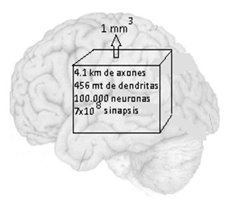 historia_sinapsis_neuronal/numero_neuronas_sinapsis historia_sinapsis_neuronal/numero_neuronas_sinapsis