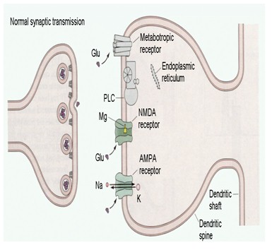 historia_sinapsis_neuronal/potenciacion_largo_plazo1