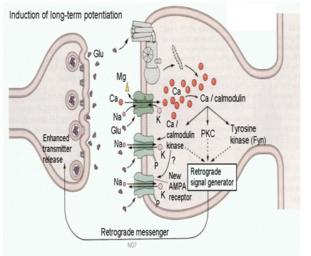 historia_sinapsis_neuronal/potenciacion_largo_plazo2