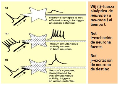 historia_sinapsis_neuronal/potenciacion_post_sinaptica