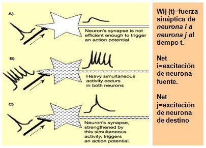 historia_sinapsis_neuronal/potenciacion_post_sinaptica historia_sinapsis_neuronal/potenciacion_post_sinaptica