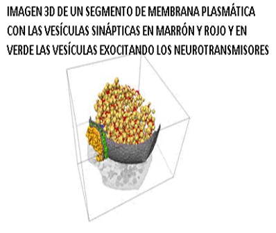 historia_sinapsis_neuronal/visualizacion_tridimensional_sinapsis historia_sinapsis_neuronal/visualizacion_tridimensional_sinapsis