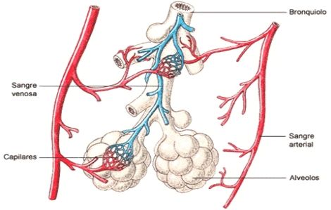 infecciones_respiratorias_pediatria/alveolocapilar infecciones_respiratorias_pediatria/alveolocapilar
