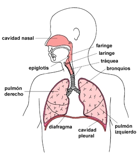infecciones_respiratorias_pediatria/anatomía_glotis