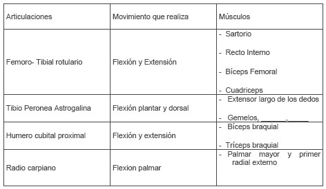morfologia_fisiologia_voleibol/musculos_articulaciones_deporte