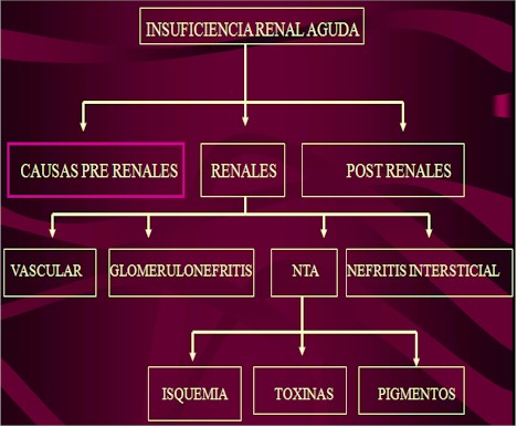 utilidad_biopsia_renal/insuficiencia_renal_aguda