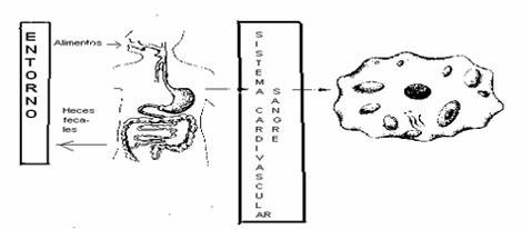 docencia_rehabilitacion_fisica/Entorno_sistema_cardiovascular docencia_rehabilitacion_fisica/Entorno_sistema_cardiovascular