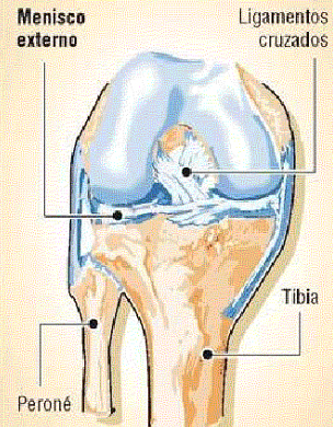 lesiones_futbol_infancia/Lamina_anatomica_rodilla