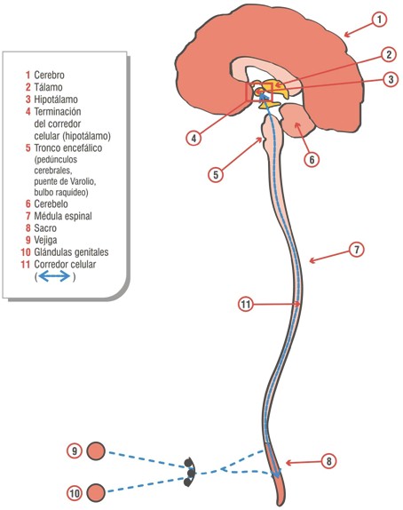 Alzheimer_nuevas_aportaciones/centros_vegetativos_SNC