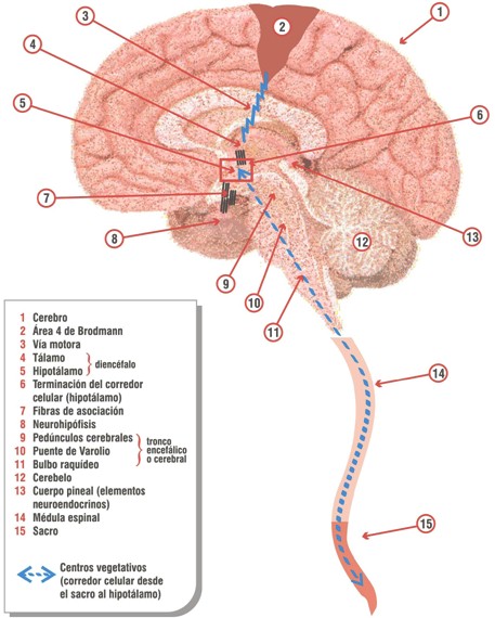 Alzheimer_nuevas_aportaciones/seccion_sagital_cerebro