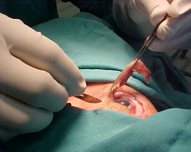 cirugia_experimental_estrabismo/diseccion_rectos_horizontales cirugia_experimental_estrabismo/diseccion_rectos_horizontales