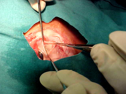 cirugia_experimental_estrabismo/reseccion_recto_ventral cirugia_experimental_estrabismo/reseccion_recto_ventral