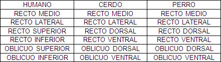 cirugia_experimental_estrabismo/similitud_musculos_extraoculares cirugia_experimental_estrabismo/similitud_musculos_extraoculares