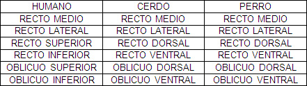 cirugia_experimental_estrabismo/similitud_musculos_extraoculares