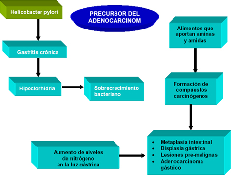 histologia_Helicobacter_pylori/Relacion_adenocarcinoma_gastrico