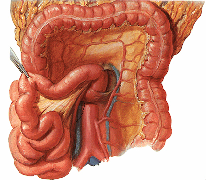 oclusion_obstruccion_intestinal/Abdomen_intestino_vasos