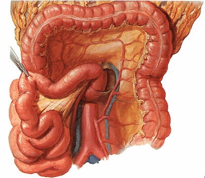 oclusion_obstruccion_intestinal/Abdomen_intestino_vasos oclusion_obstruccion_intestinal/Abdomen_intestino_vasos