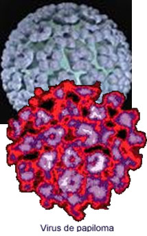 papiloma_virus_humano/genoma_viral_HPV