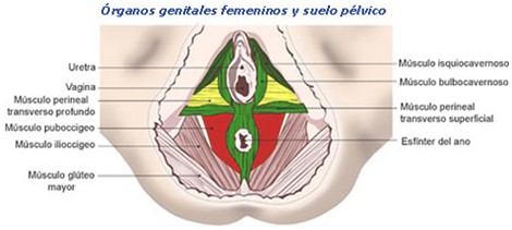reeducacion_suelo_pelvico/organos_genitales_femeninos