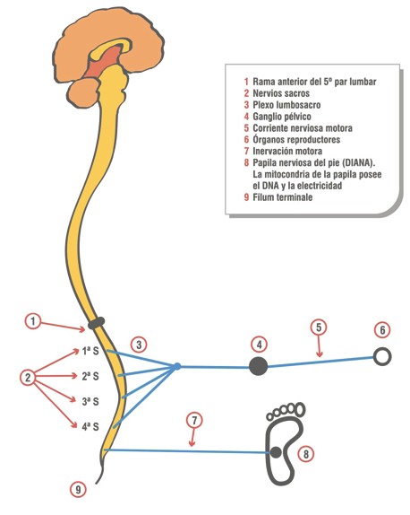 tumores_benignos_malignos/inervacion_parasimpatica_vias