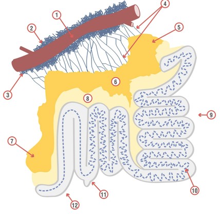 cancer_plexos_nerviosos/inervacion_motora_intestinal