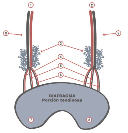 cancer_plexos_nerviosos/nervios_frenicos_diafragma cancer_plexos_nerviosos/nervios_frenicos_diafragma