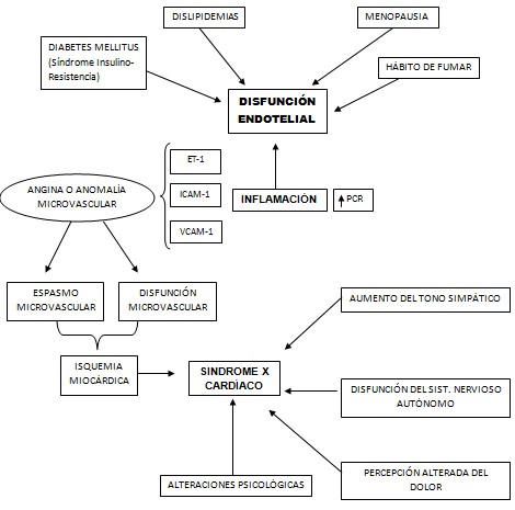 sindrome_X_angina_microvascular/fisiopatologia_disfuncion_endotelial