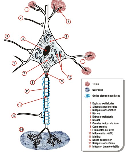 cancer_diabetes_obesidad/mecanismo_electroquimico_neurona