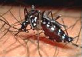 intervencion_didactica_dengue/dengue2