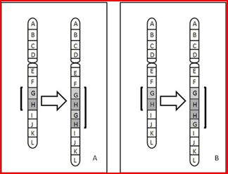 duplicacion_cromosomica_fenotipo/duplicacion_tipos