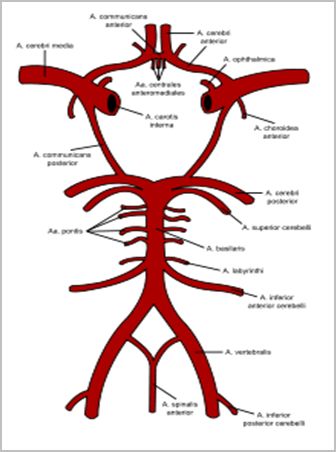 enfermedad_cerebrovascular/poligono_willis enfermedad_cerebrovascular/poligono_willis