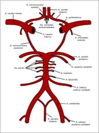 enfermedad_cerebrovascular/poligono_willis