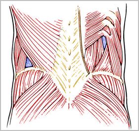 hernia_lumbar_Petit/triangulo_lumbar