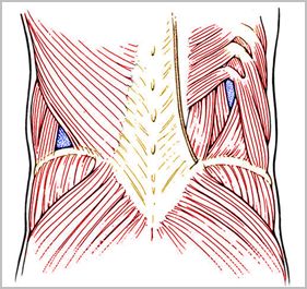 hernia_lumbar_Petit/triangulo_lumbar