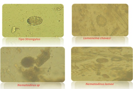 resistencia_antihelmintica_ivermectina/huevos_nematodos_gastrointestinales