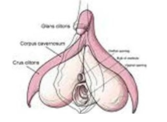 anatomia_fisiologia_clitoris/esquema_partes_grafico