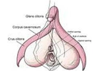 anatomia_fisiologia_clitoris/esquema_partes_grafico anatomia_fisiologia_clitoris/esquema_partes_grafico
