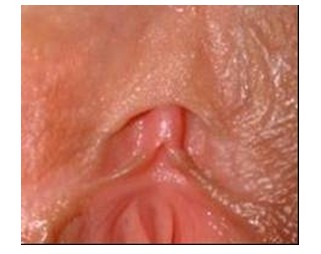 anatomia_fisiologia_clitoris/fotografia_imagen_foto anatomia_fisiologia_clitoris/fotografia_imagen_foto