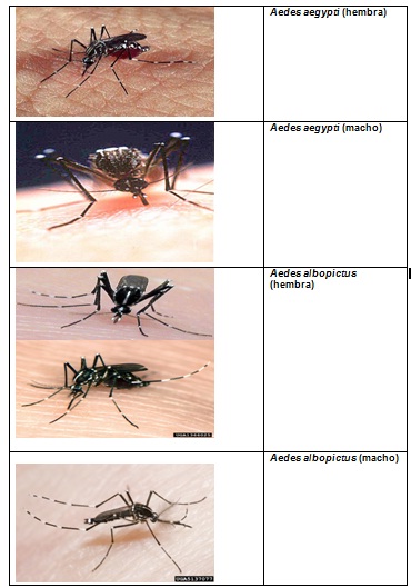 conocimientos_enfermedad_dengue/actividad_caracteristicas_vectores