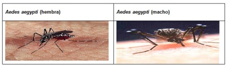 conocimientos_enfermedad_dengue/actividad_trasmision_humano