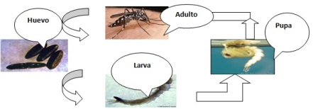 conocimientos_enfermedad_dengue/ciclo_biologico_vector