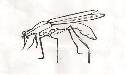conocimientos_enfermedad_dengue/colorea_caracteristicas_moscos conocimientos_enfermedad_dengue/colorea_caracteristicas_moscos