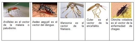 conocimientos_enfermedad_dengue/vectores_artropodos