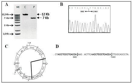 sindrome_Pearson_caso/ADN_mitocondrial_mitocondria