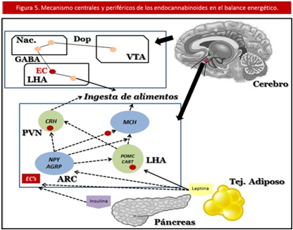 sistema_endocannabinoide_antiobesidad/balance_energetico_endocannabinoides