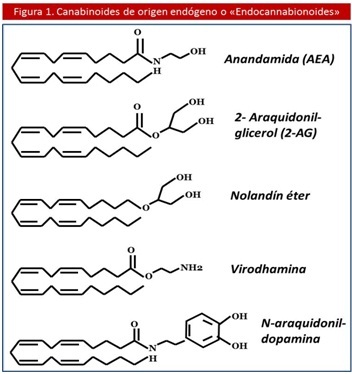 sistema_endocannabinoide_antiobesidad/canabinoides_origen_endogeno